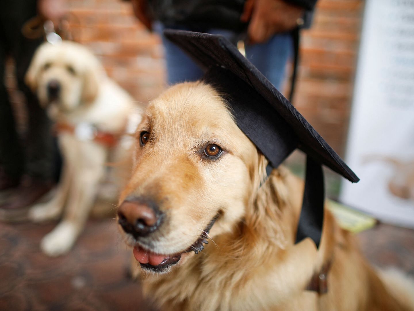 La graduación de un perro guía. (Reuters/Raquel Cunha)