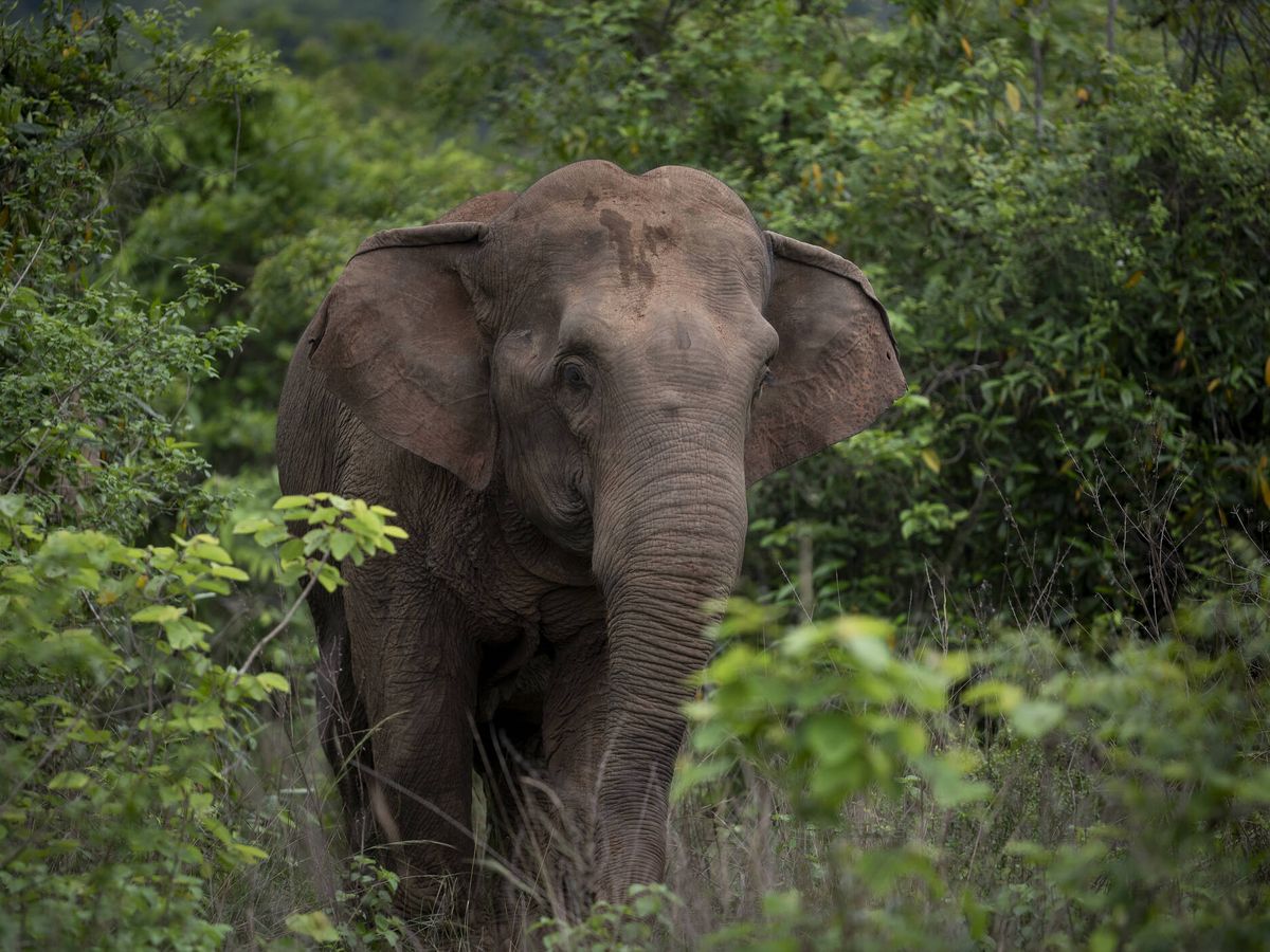 Foto: La ingestión de plástico puede resultar fatal para la salud neurológica y reproductiva de los elefantes (Fuente: iStock)