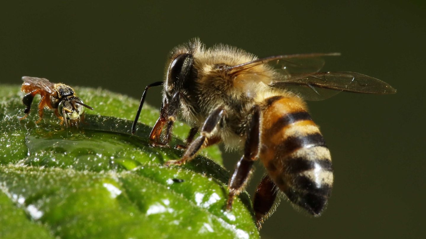 Diversos plaguicidas suponen un riesgo para las abejas. EFE