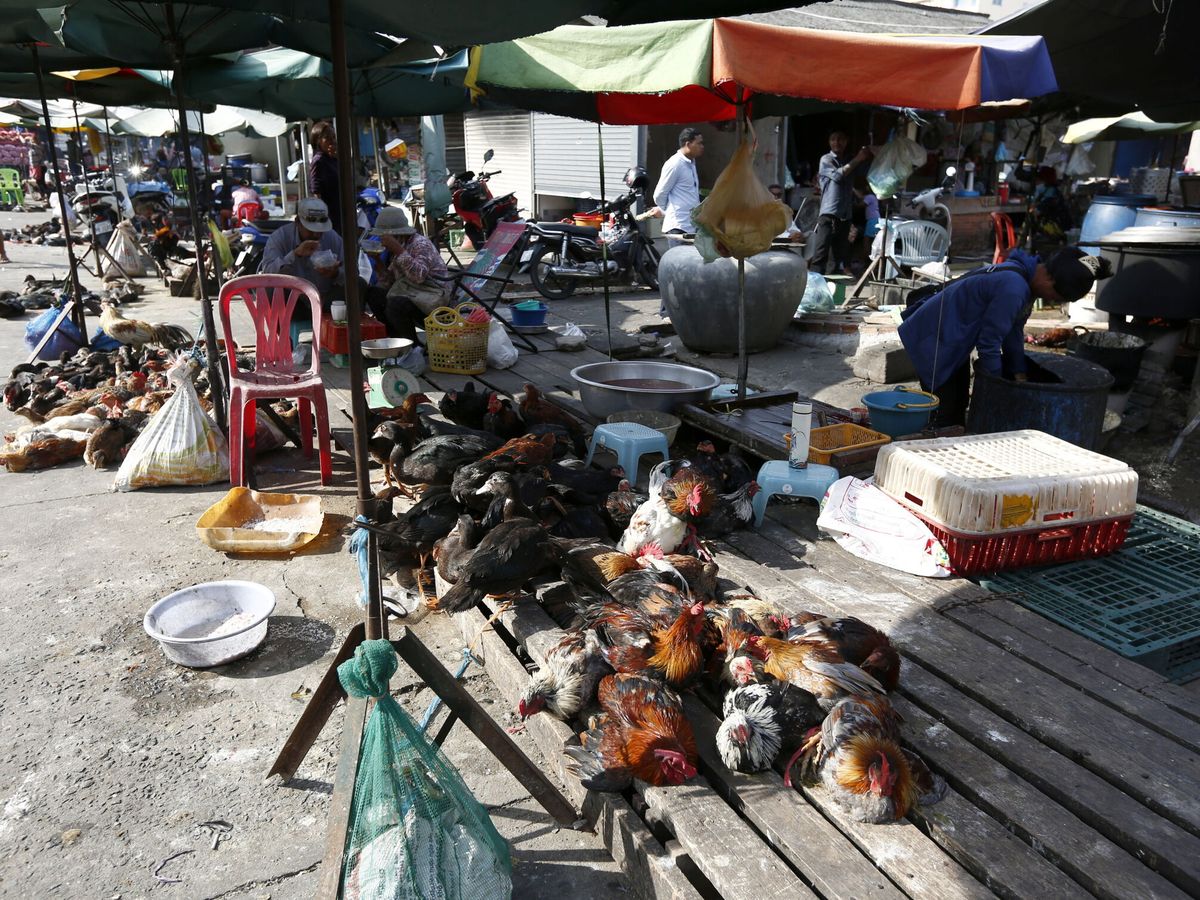 Foto: Pollos en un mercado de Phnom Penh, en Camboya. (EFE/EPA/Kith Serey)