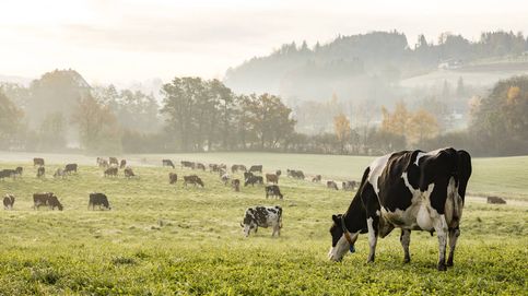 El estrés térmico del ganado tiene un precio: más de 36.000 millones de euros