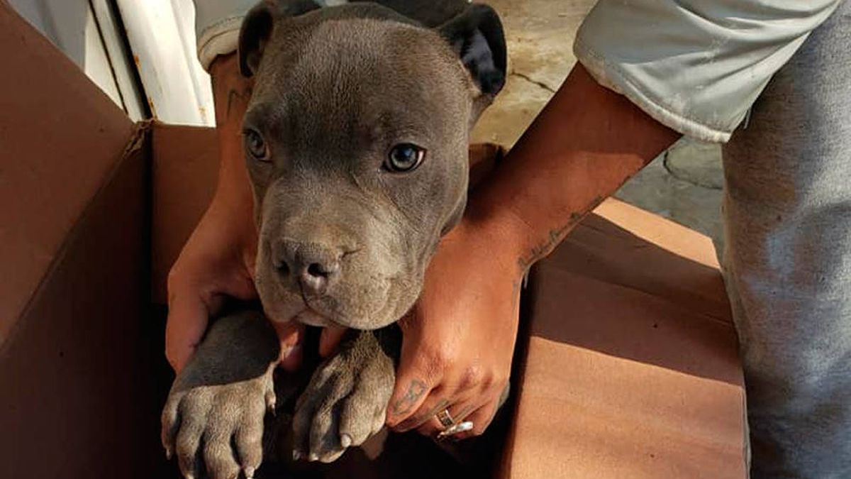 Un niño lleva a su perro a un refugio para que su padre no maltrate al animal