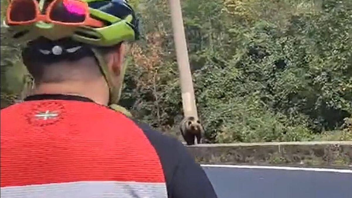 Unos ciclistas se encuentran a un oso en su ruta por Rumanía y actúan así: "No corráis"