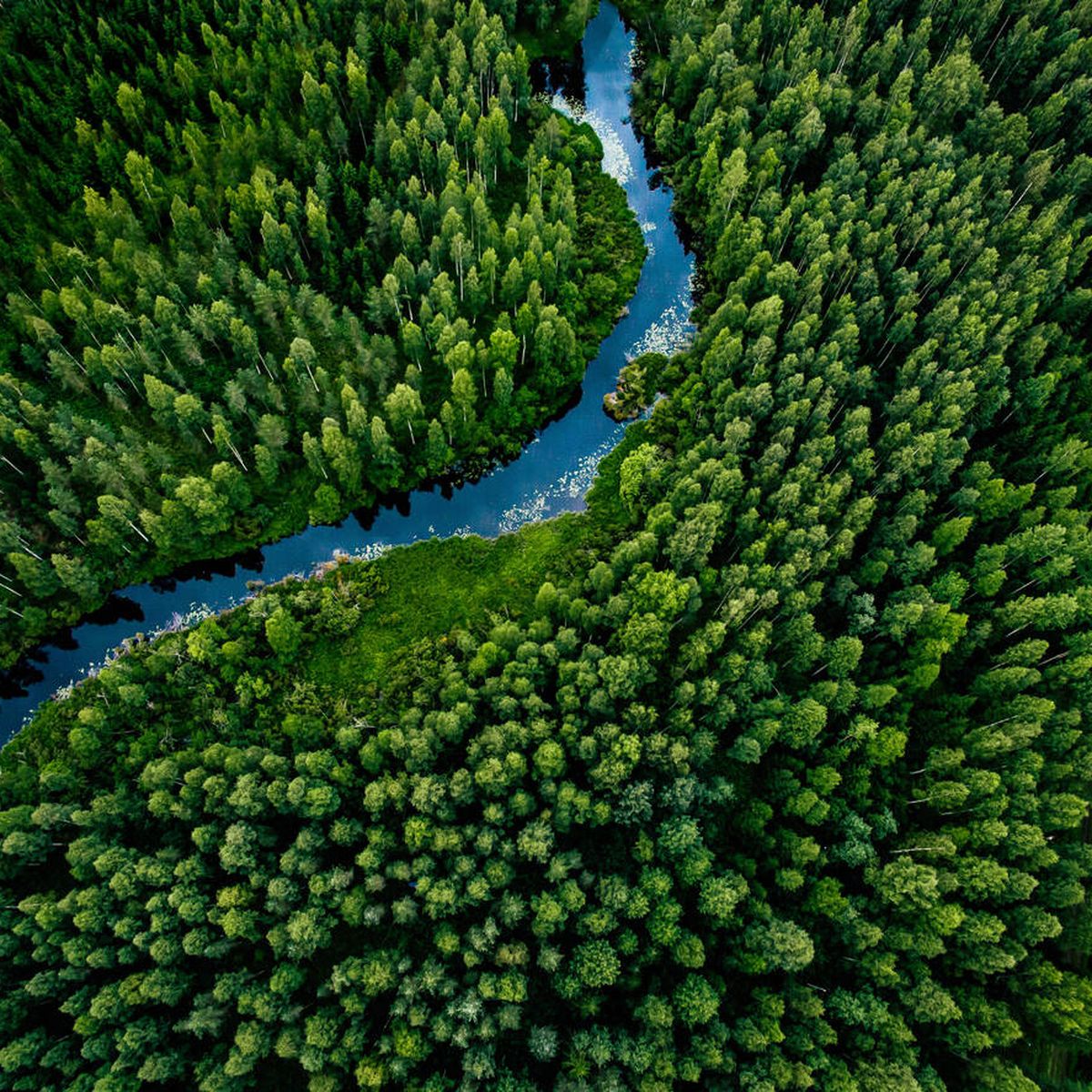 La reducción de árboles en el bosque ayuda a secuestrar más carbono del aire