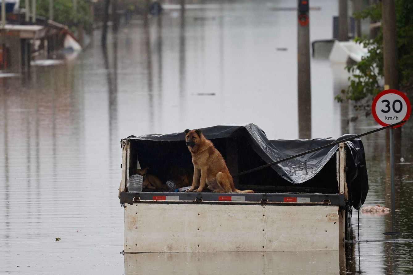 Un perro durante las inundaciones. (Reuters/Adriano Machado)