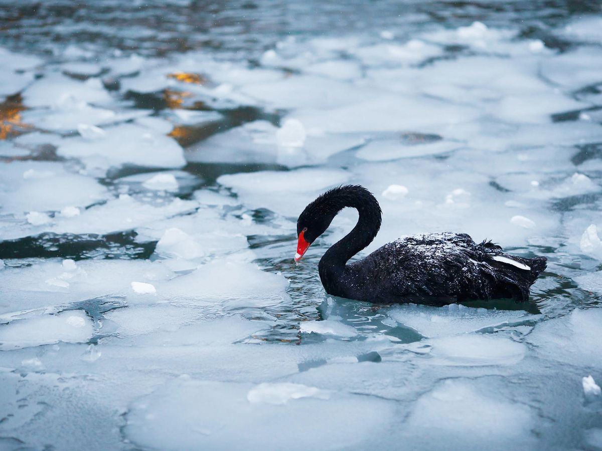 Foto: Un cisne negro, en una laguna helada. (Reuters)
