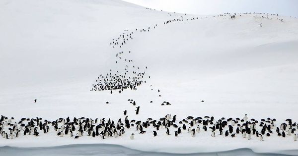 Foto: La misteriosa colonia de 1,5 millones de pingüinos que estuvo oculta 3.000 años. (CC)