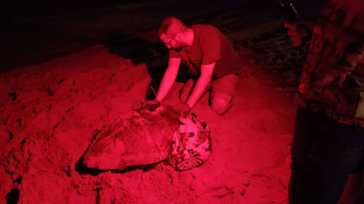 Una tortuga pone 117 huevos en la playa de Arenales del sol, en Elche (Alicante)