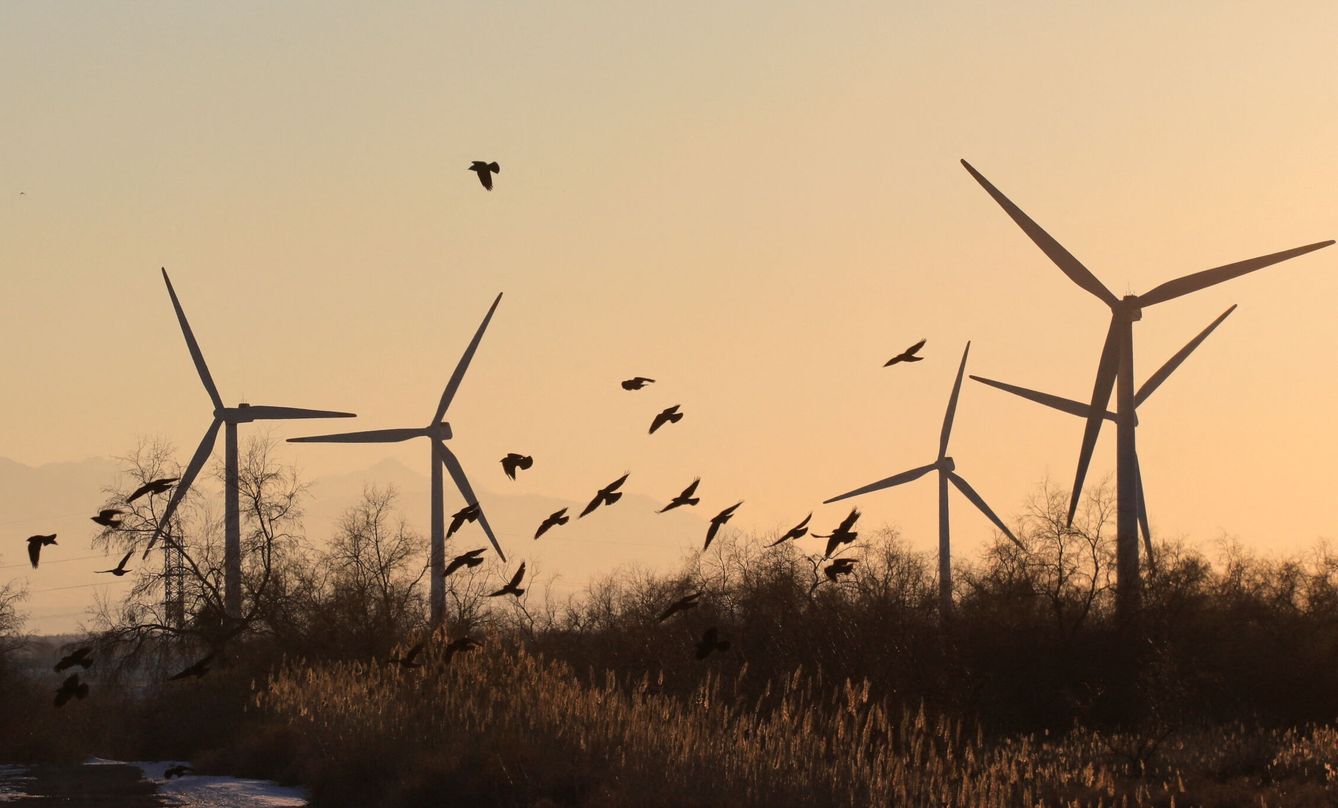 Aves volando entre las turbinas de un parque eólico. (Reuters/P.Mikheyev)