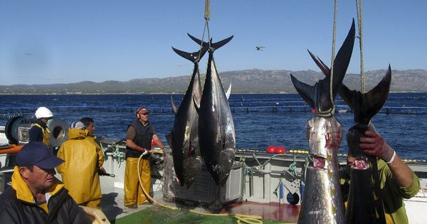 Foto: Sacrificio y saca de atún rojo de una granja de engorde en el Mediterráneo español. (EFE)