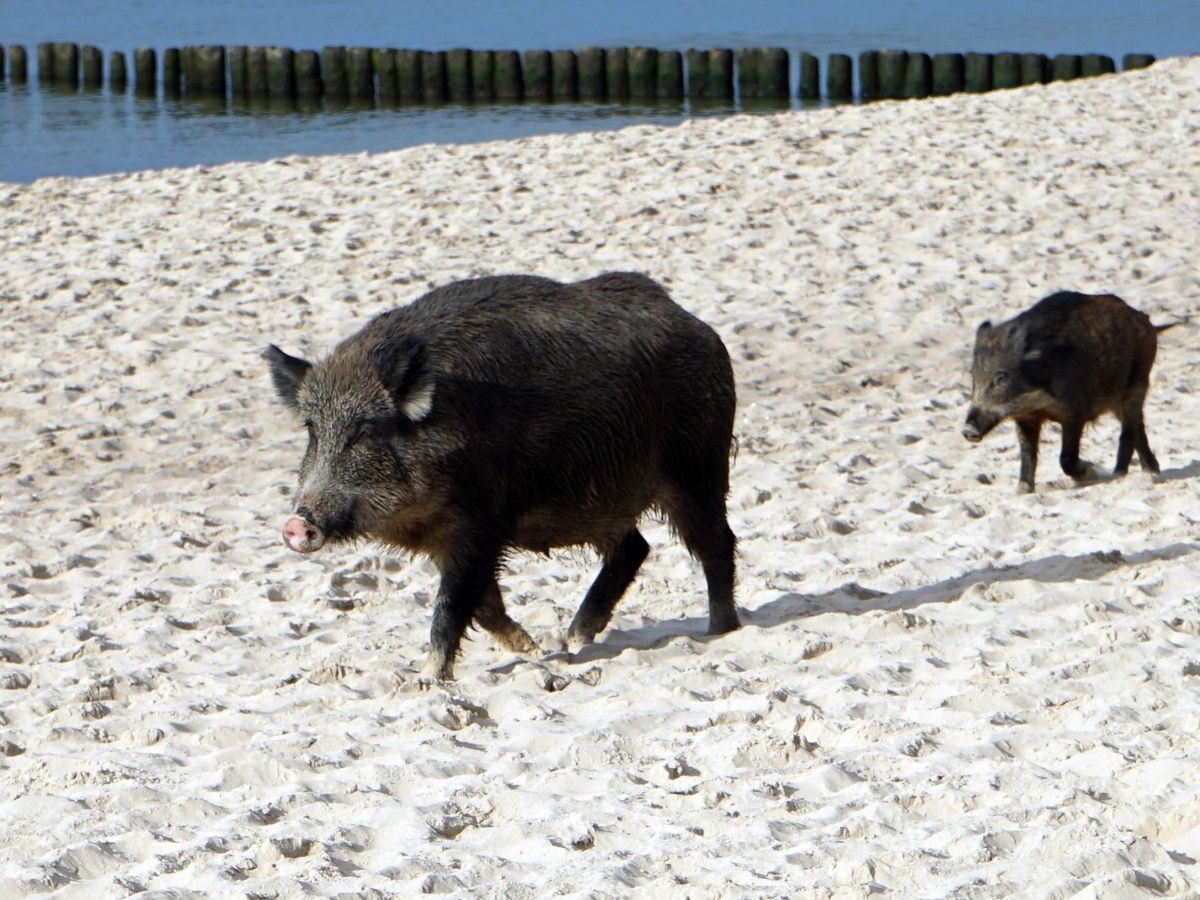 Foto: Jabalíes caminan en una playa. (EFE/MARCIN BIELECKI)