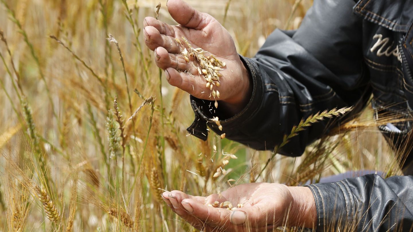Los cultivos de cereal están bajando de rendimiento (EFE/M.Dueñas)