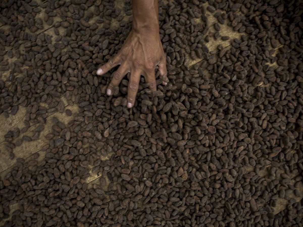 Foto: Semillas de cacao en una plantación. (EFE/Jorge Torres)