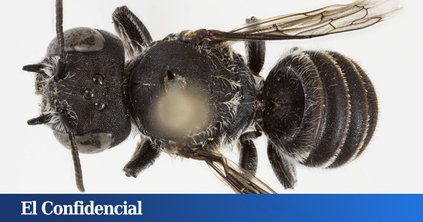 Buscan flores silvestres en peligro de extinción y lo que encuentran es ...