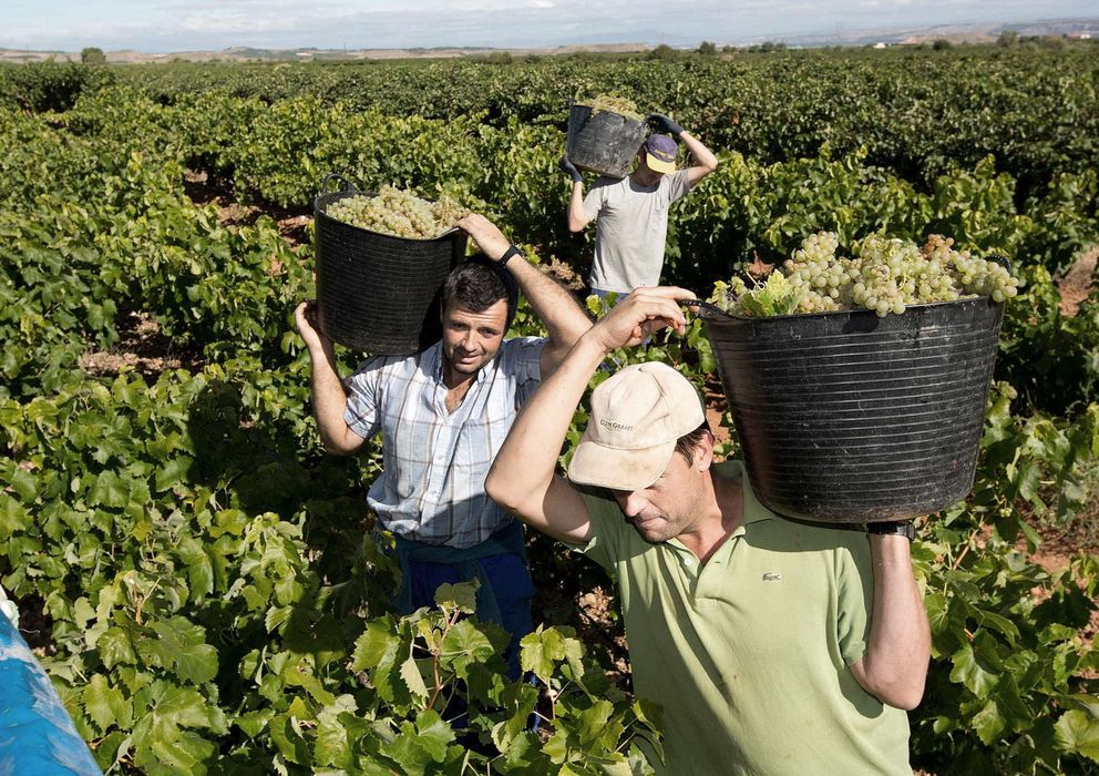 Foto: Comienzo de la vendimia en La Rioja baja (EFE)