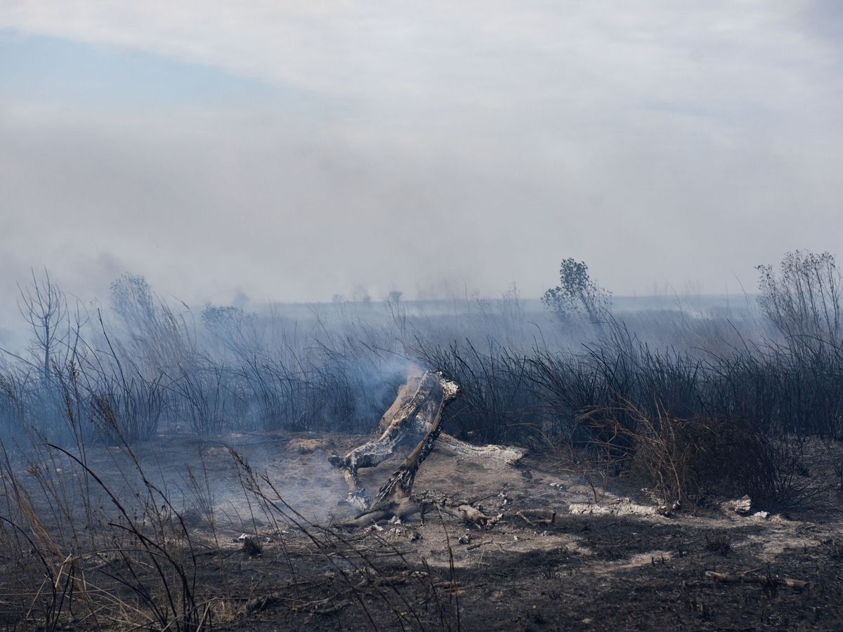 Foto: Foto de archivo de una quema forestal. (EFE/Franco Trovato Fuoco)