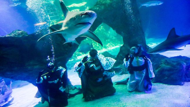 Foto de 'Belén de tiburones' en el zoo de Madrid 