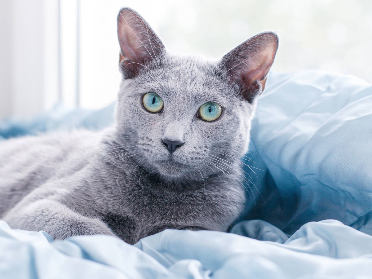 Foto: Gato azul ruso (Fuente: iStock)