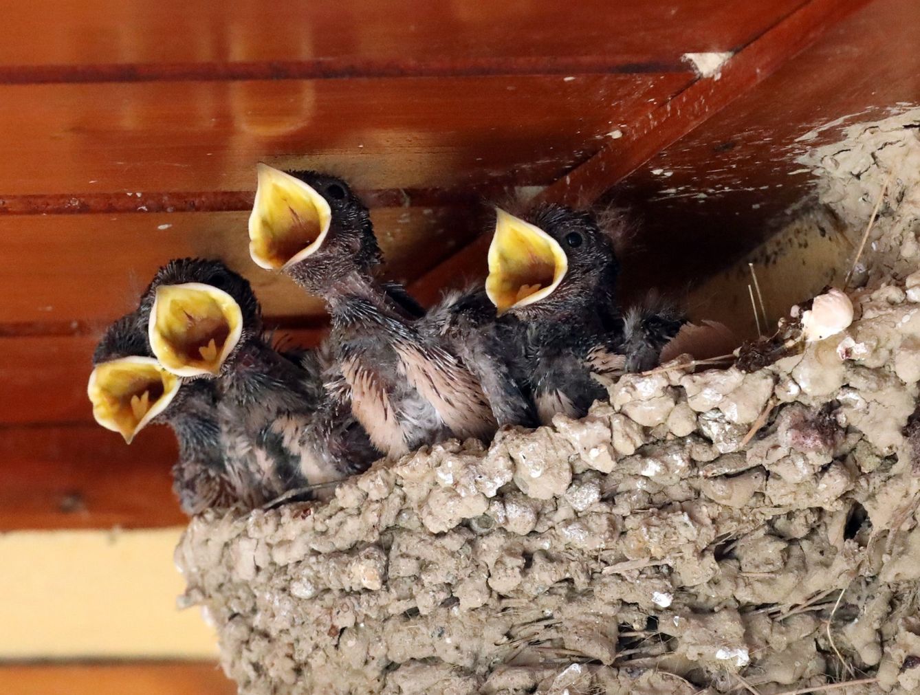 Golondrinas hambrientas en un nido. (EFE)