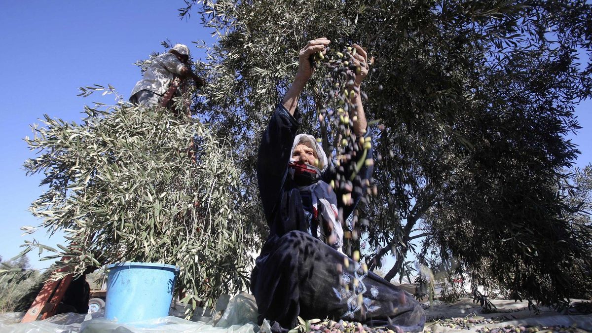 Cosecha de odio en los olivares palestinos