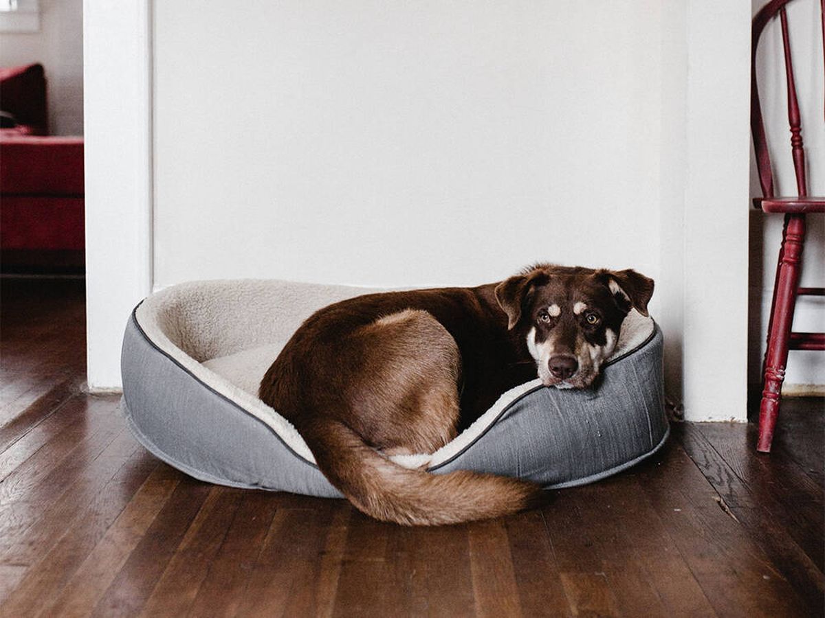 Foto: Consejos para afrontar de forma sencilla el primer día de tu perro en casa (Unsplash/Andrew Neel)
