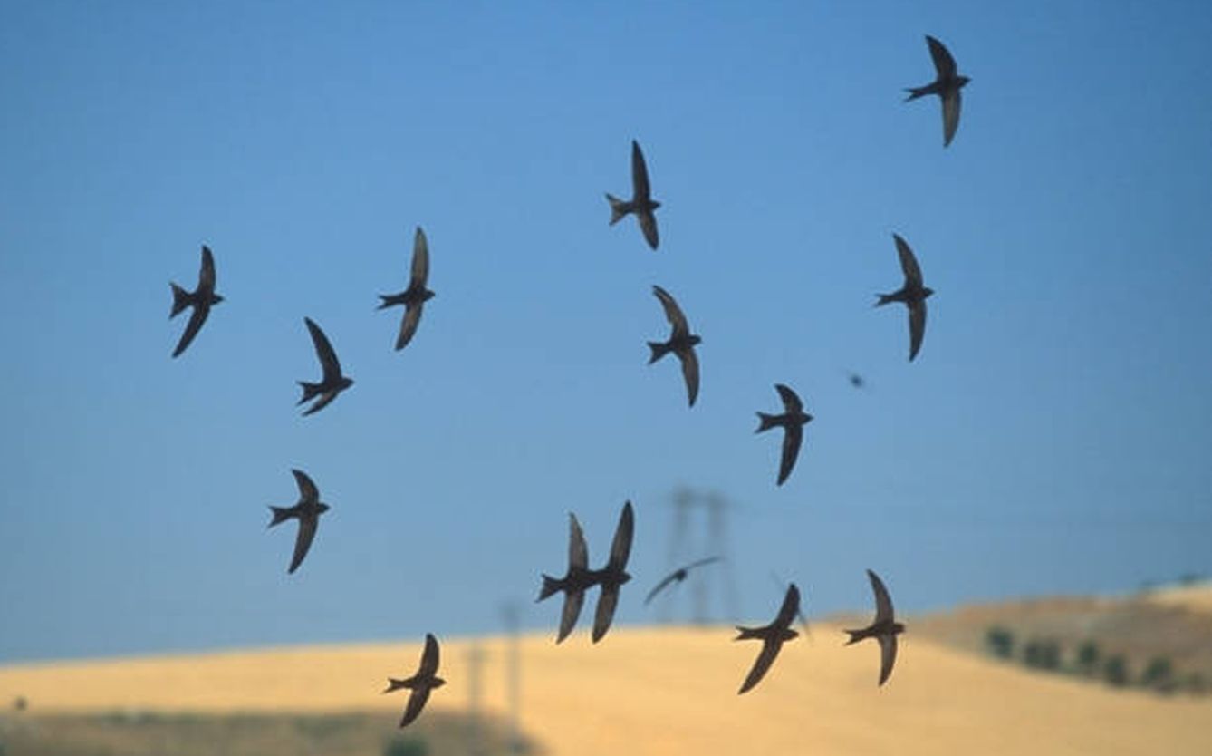 las poblaciones de vencejo común, elegido Ave del Año 2021, estan en declive (Foto: SEO/Birdlife)