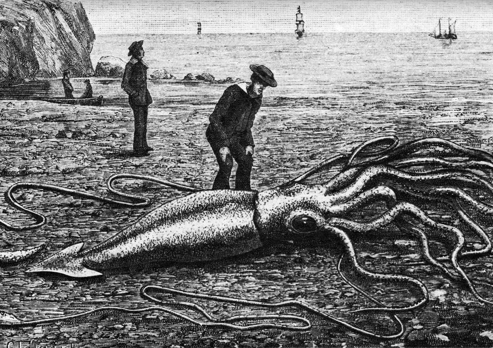 Foto: Grabado de 1877 de un calamar gigante encontrado en Terranova (Wikimedia)