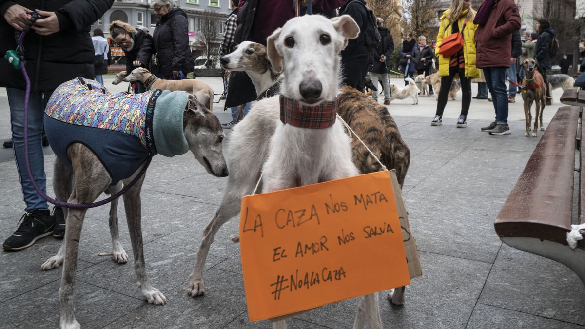 El Congreso aprueba definitivamente la ley animal que excluye a los perros de caza