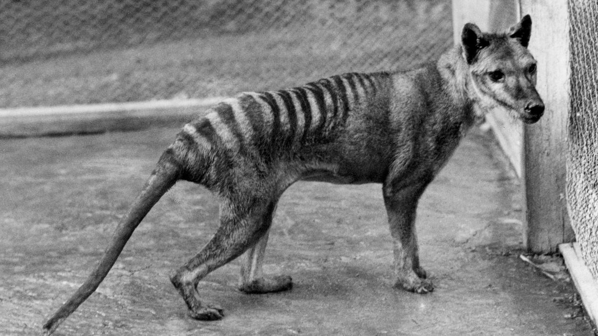Estos científicos buscan "resucitar" genéticamente al extinto tigre de Tasmania