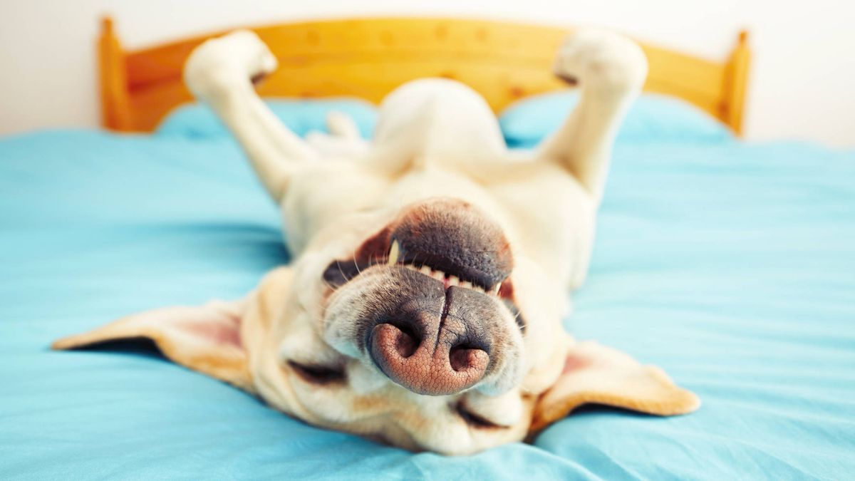 Por qué los perros mueven las patas mientras duermen