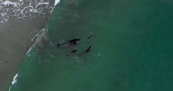 Foto: La nadadora neozelandesa, rodeada por las tres orcas (Foto: YouTube)