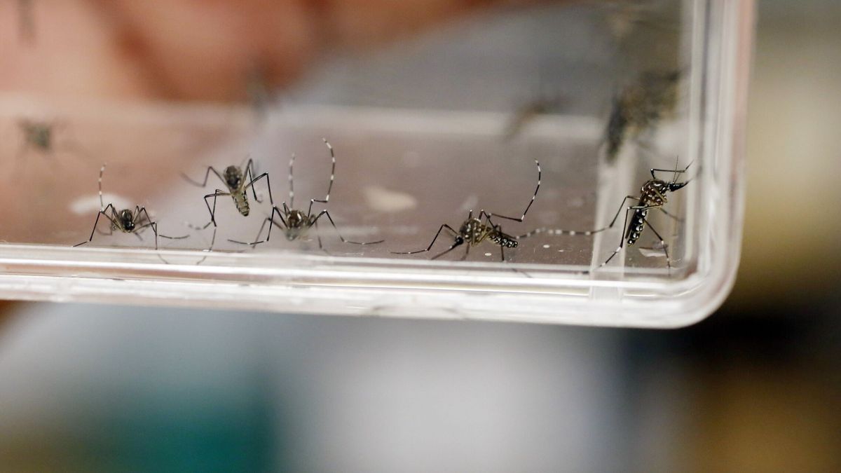 La fábrica de mosquitos en Brasil que soltará 5.000 millones de ellos para luchar contra el dengue