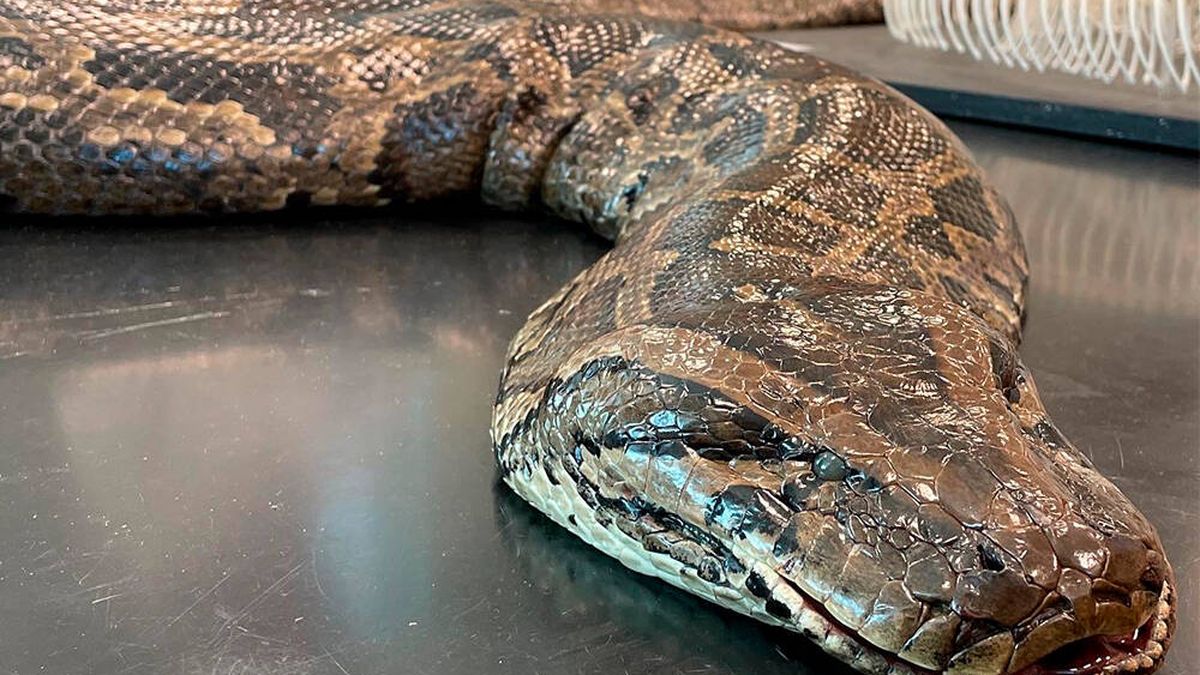 ¡Espectacular hallazgo! Cazan una serpiente pitón de 97 kilos y 5 metros de largo 