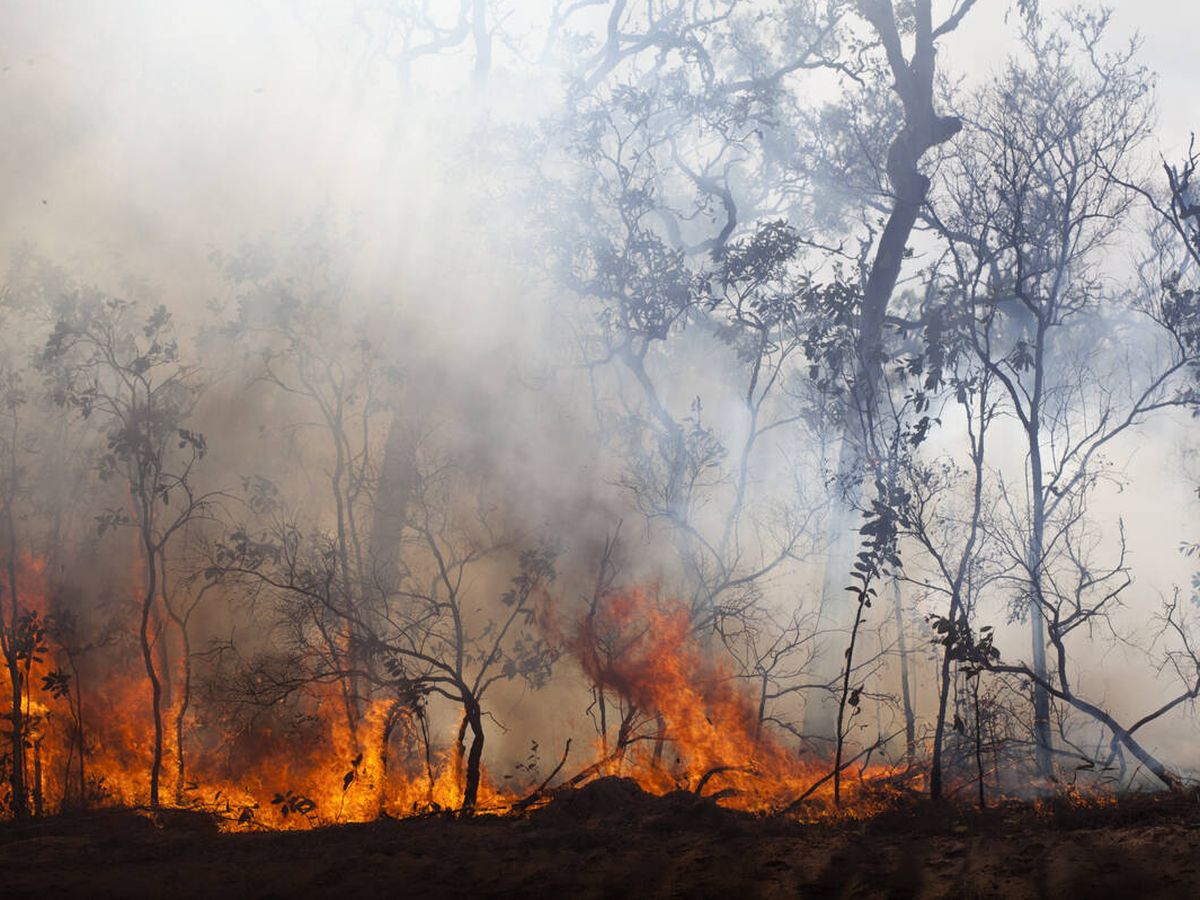Foto: Los incendios intencionados son uno de los delitos ambientales más comunes. (iStock)