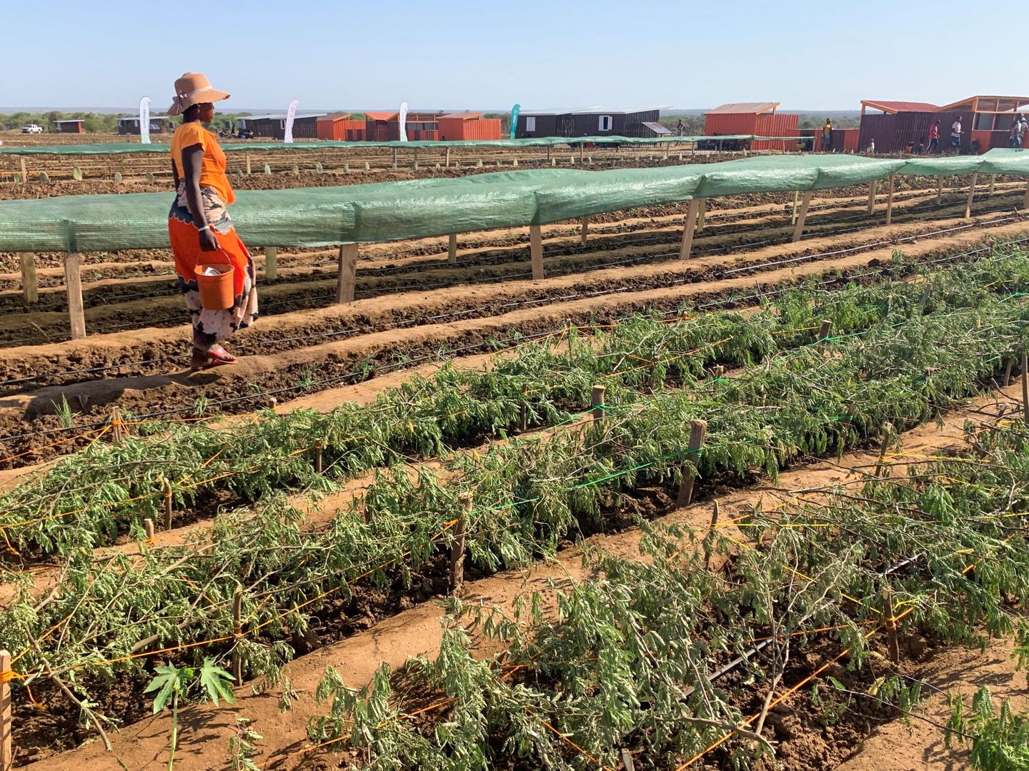 Plantación agrícola en Madagascar. Foto: Reuters
