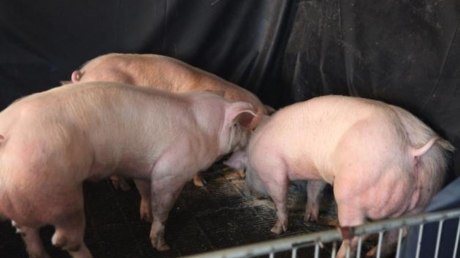 Foto: Los cerdos 'supermusculosos' desarrollados por el equipo de Jin-Soo Kim