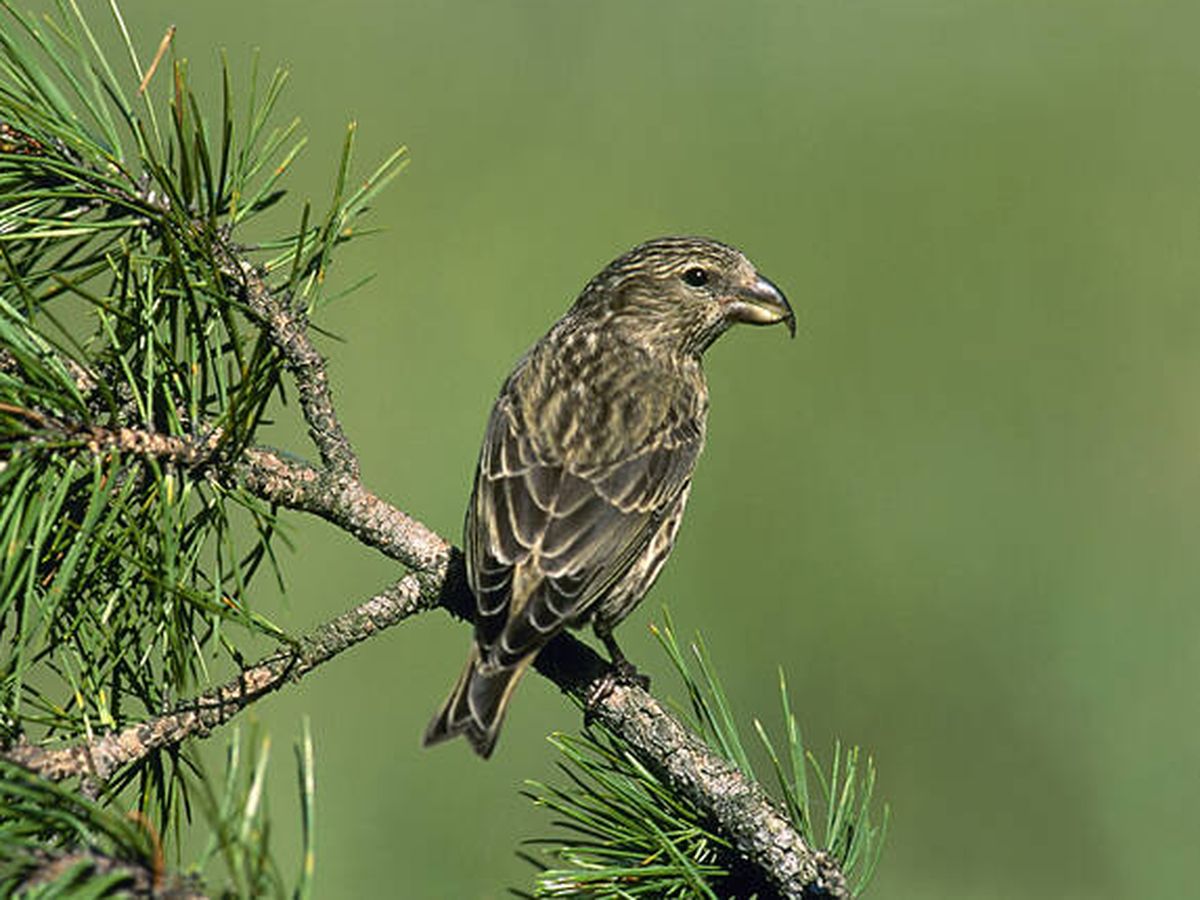 Foto: Un piquituerto común, un ave especializada en la extracción de piñones. (SEO/Birdlife)