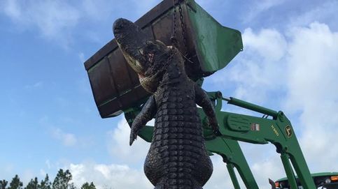 Cazan a un cocodrilo de 4,5 metros en una granja de Florida, en Estados Unidos