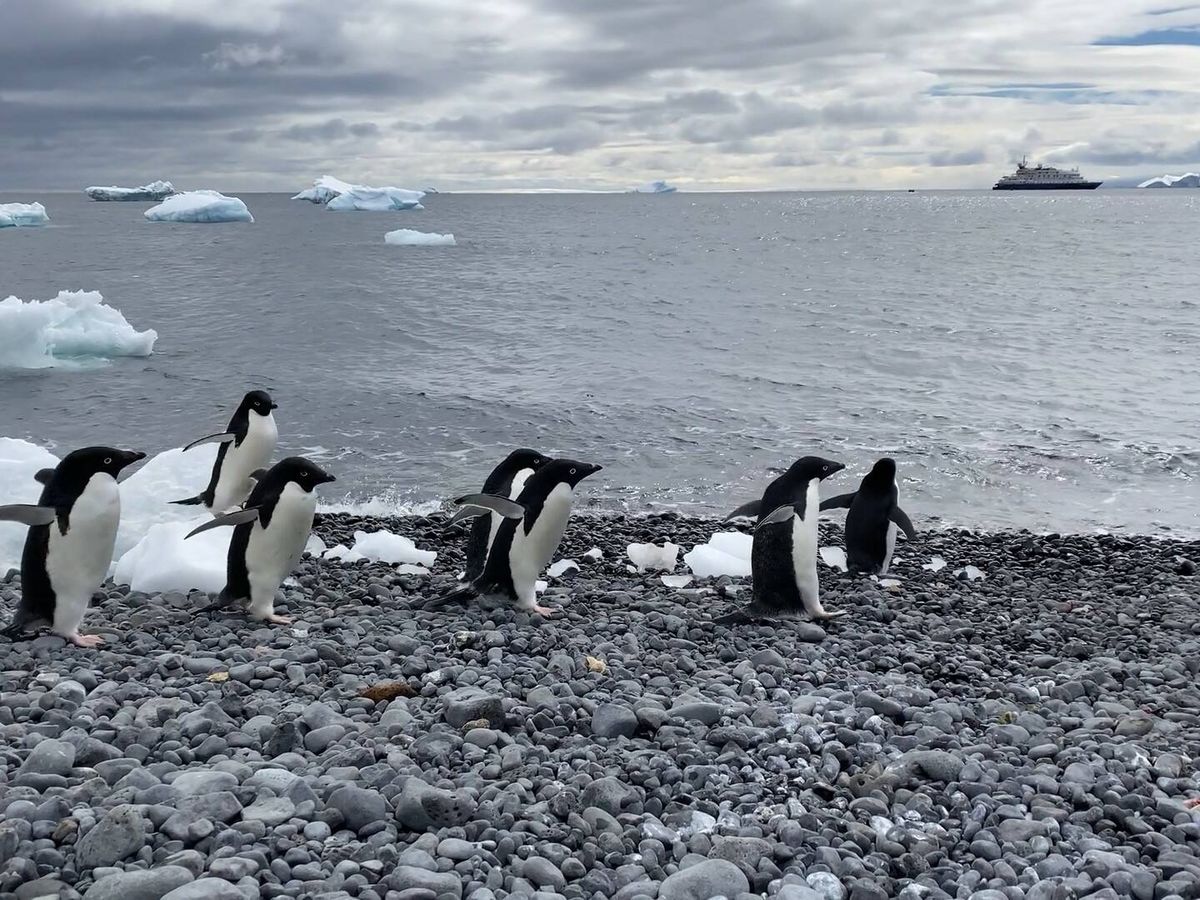Foto: Pingüinos en la Antártida. (Anna Cabre)