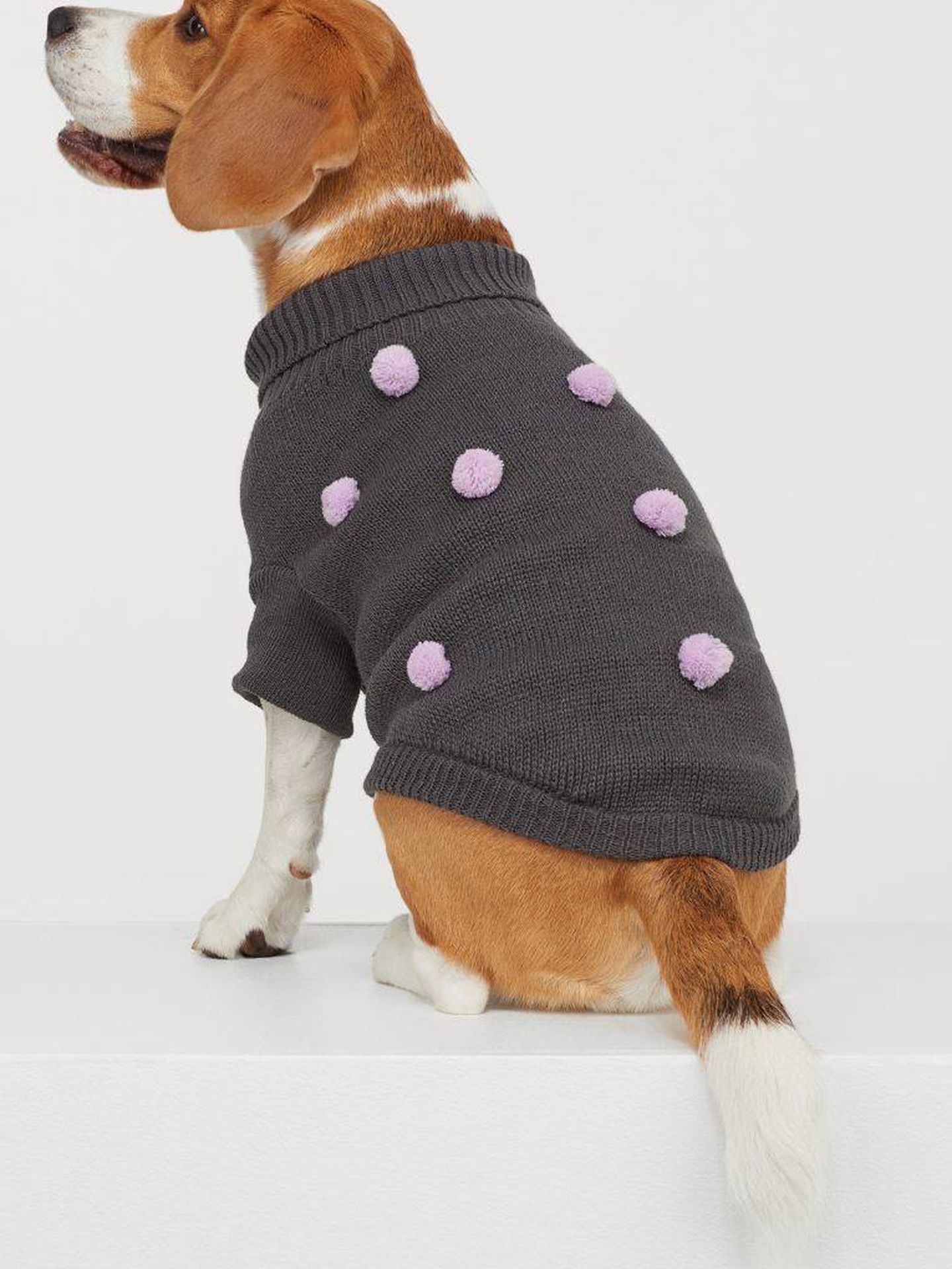 H&M quiere que tu perro vaya la moda esta colección prendas sostenibles