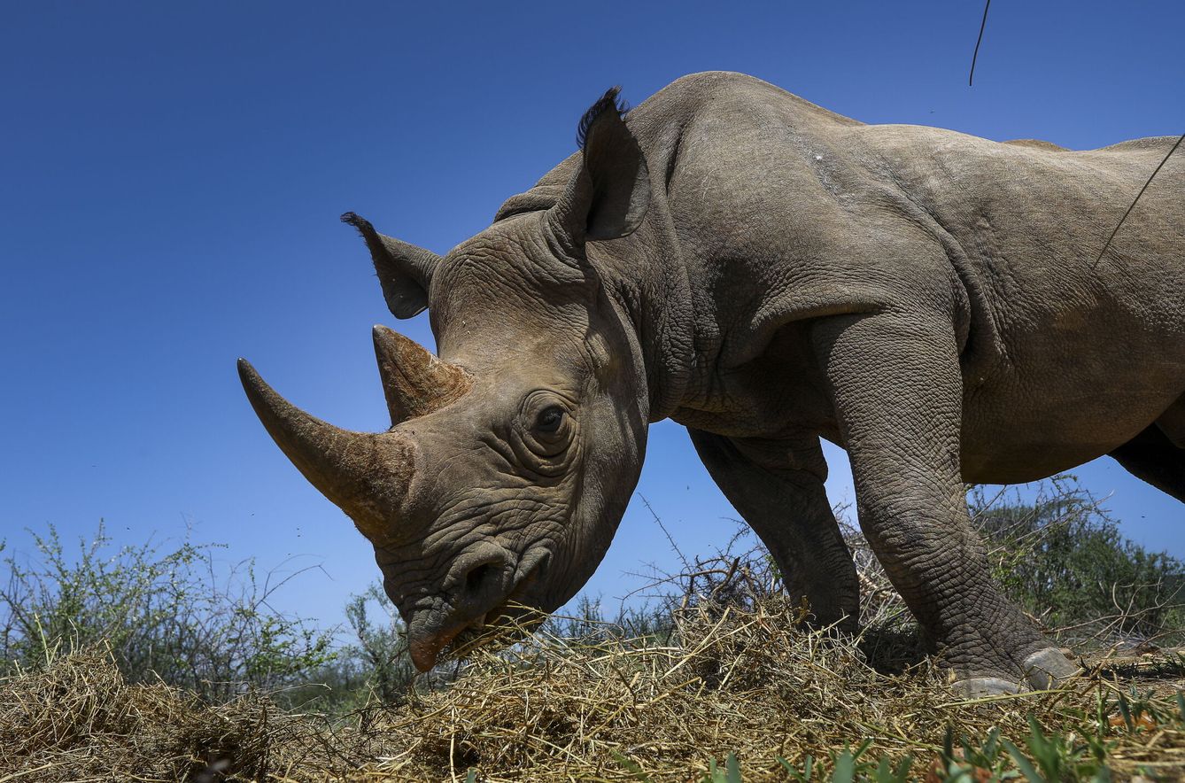 El rinoceronte es uno de los animales más amenazados del planeta (EFE/D.Irungu)