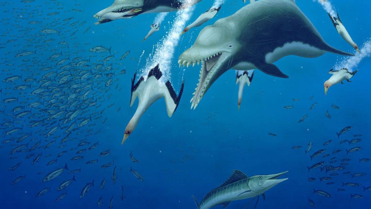 Un delfín depredador cazaba en los mares hace 25 millones de años