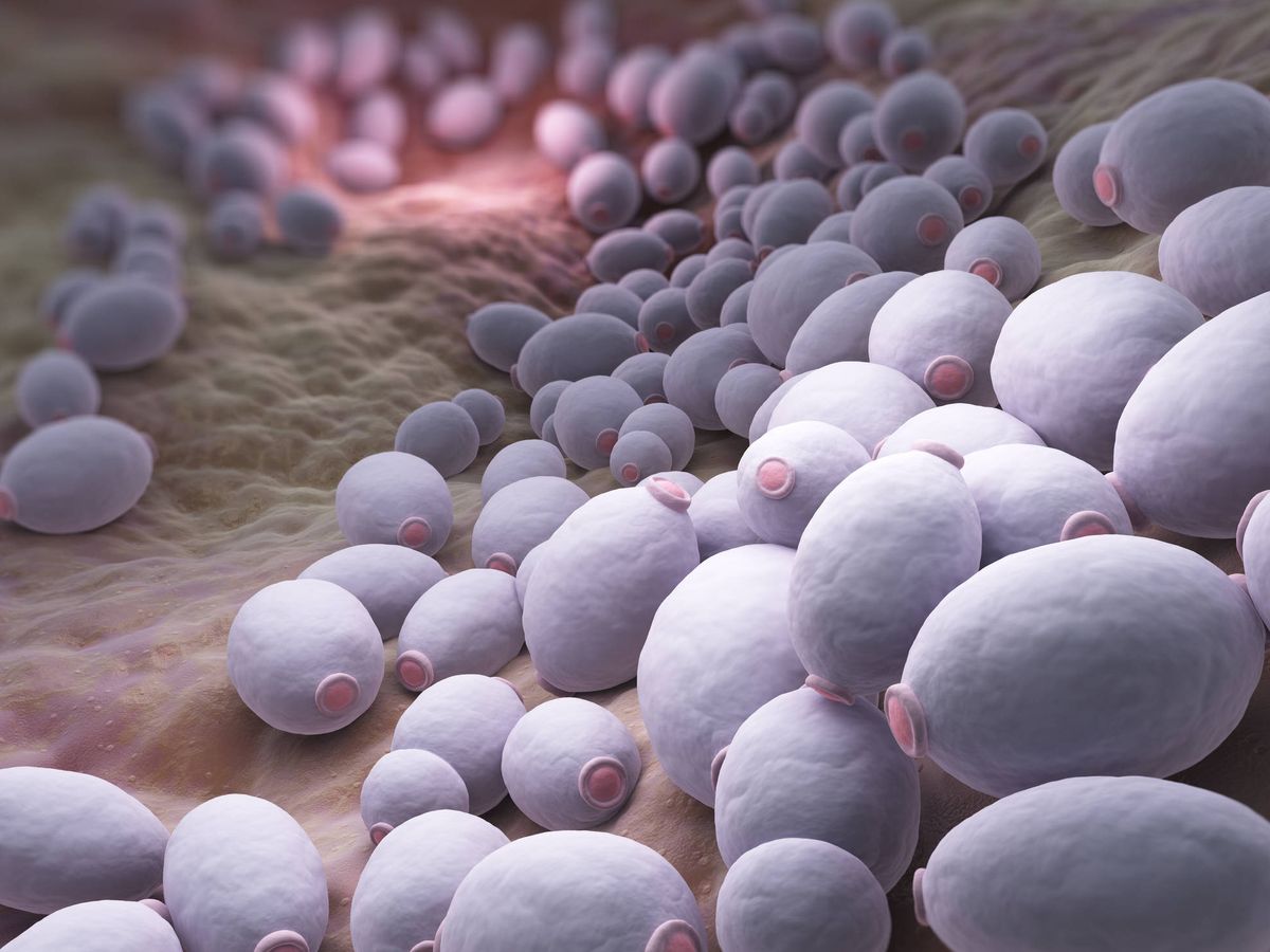 Foto: Los hongos también forman parte de la microbiota. (iStock)