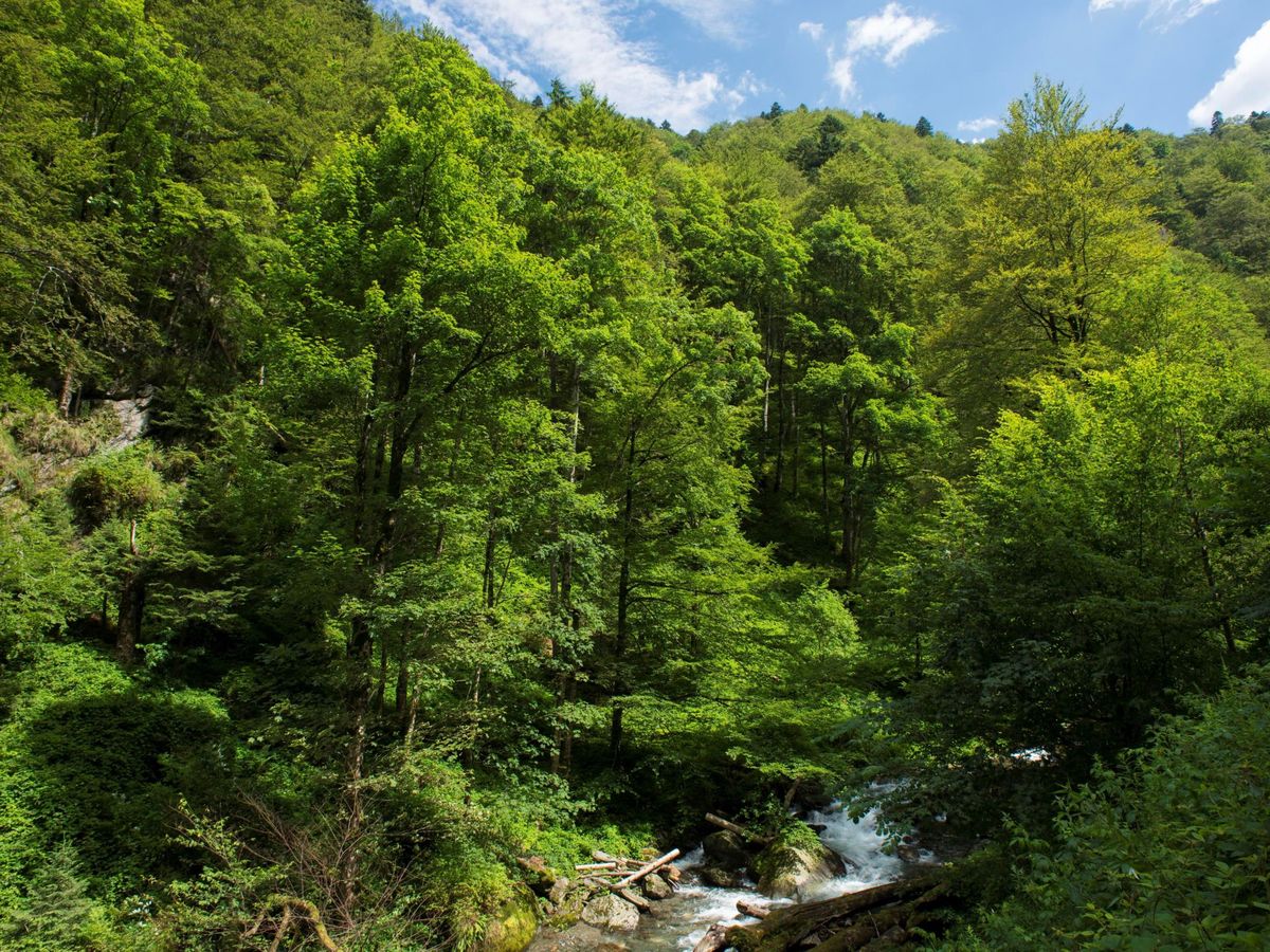 Foto: Proteger y regenerar los bosques autóctonos mitiga el cambio climático (EFE)