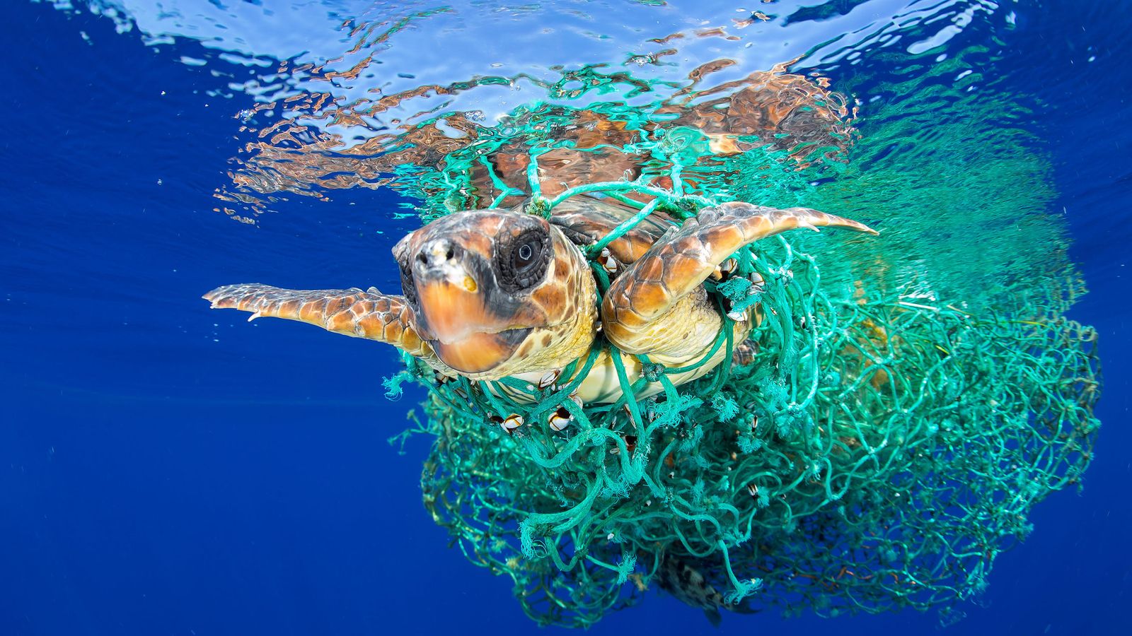Foto: Esta fotografía de una tortuga envuelta en plástico en las Islas Canarias fue la ganadora del World Press Photo 