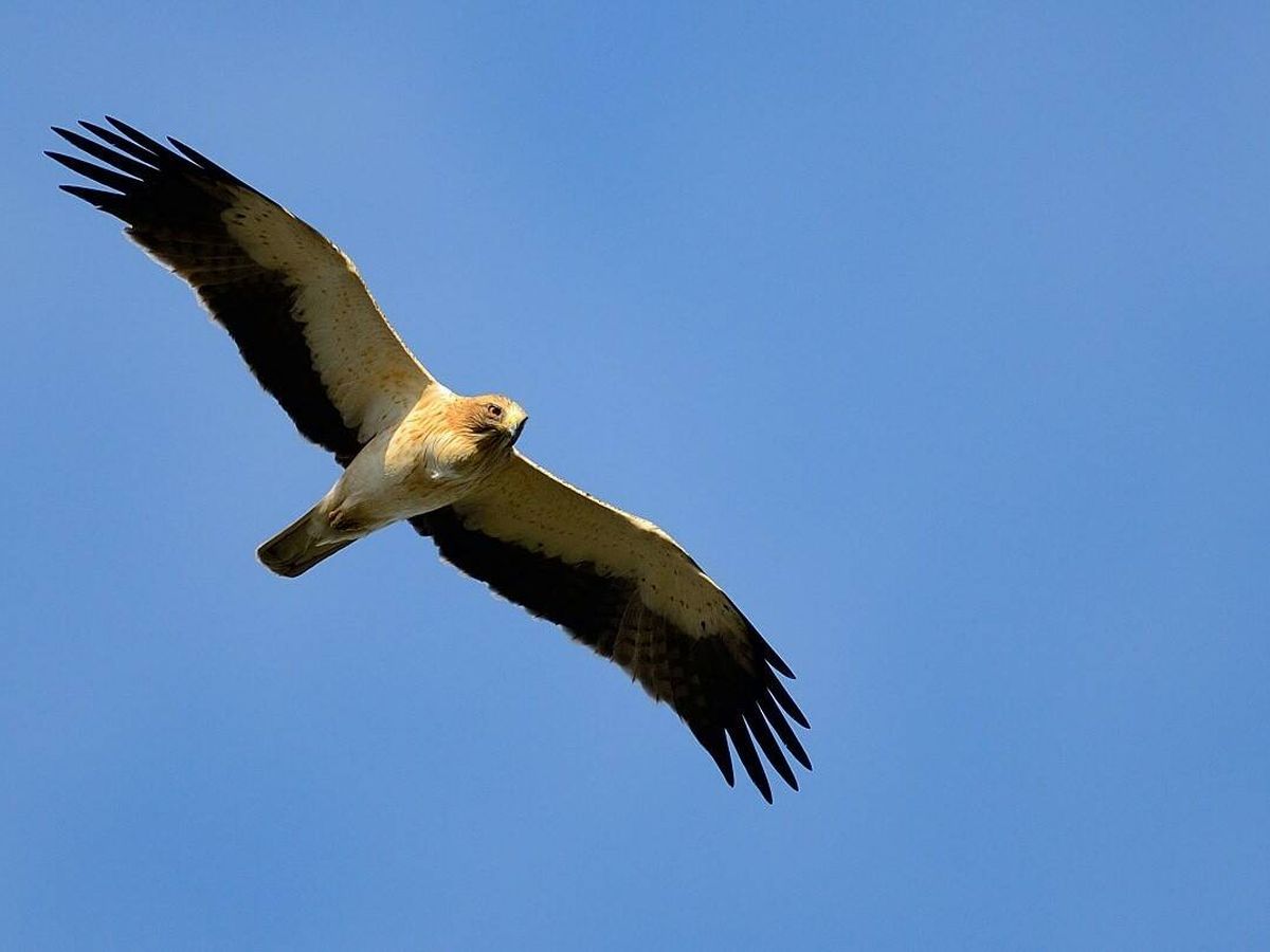 Foto: Águila en una imagen de archivo (CSIC/Fabrizio Sergio)