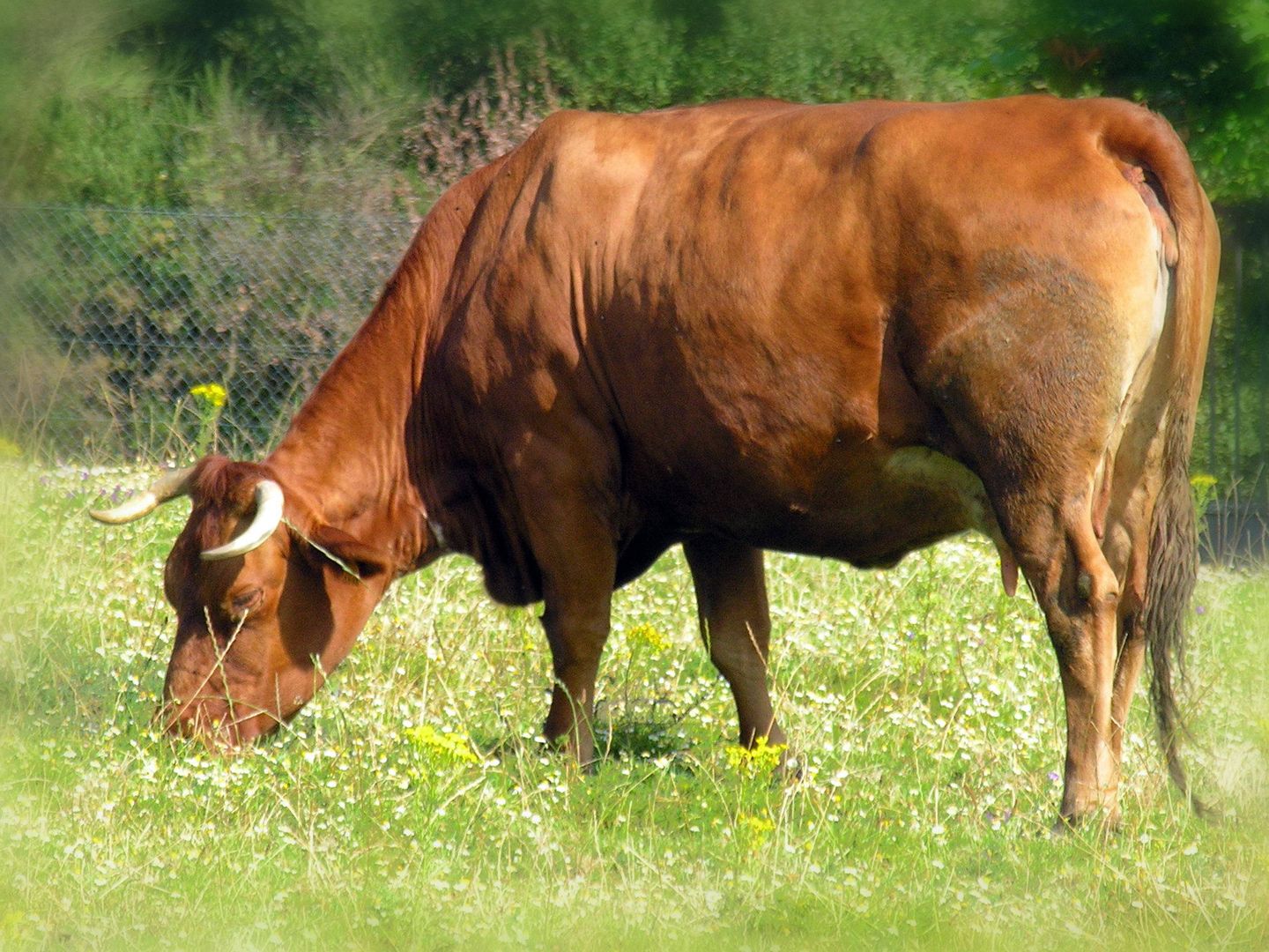 Vaca rubia gallega. (Foto: Wikimedia)