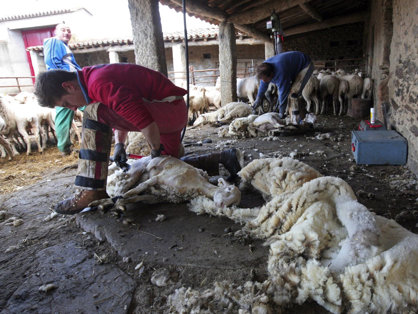 Operarios esquilan ovejas en una explotación. (EFE)