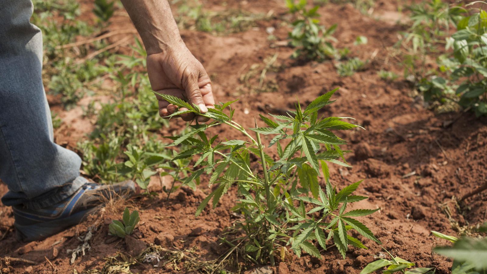 Foto: Un cultivo de plantas de marihuana (EFE)