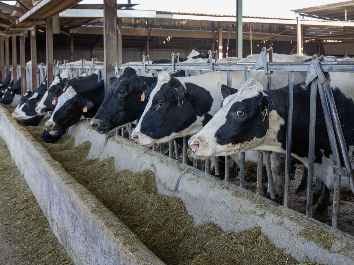 Foto: Foto de archivo de una granja de vacas. (EFE/Raquel Manzanares)